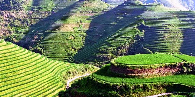 You are currently viewing Bukit Jambul Rice Terrace