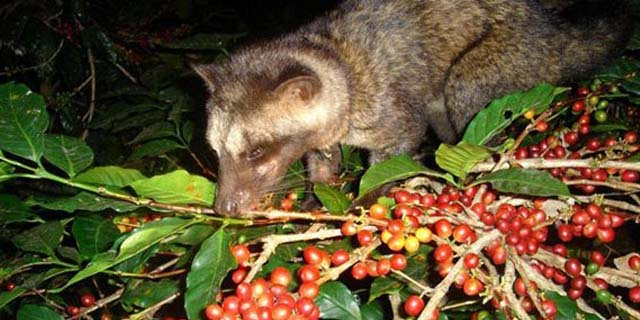 You are currently viewing Bali Coffee Plantation