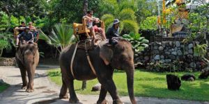 Bali Zoo Elephant Ride