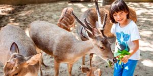 Bali Zoo Park Explorer