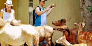 Bali Zoo Park Explorer