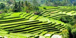 Jatiluwih and Tanah Lot Tour