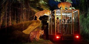 Night at The Bali Zoo Park